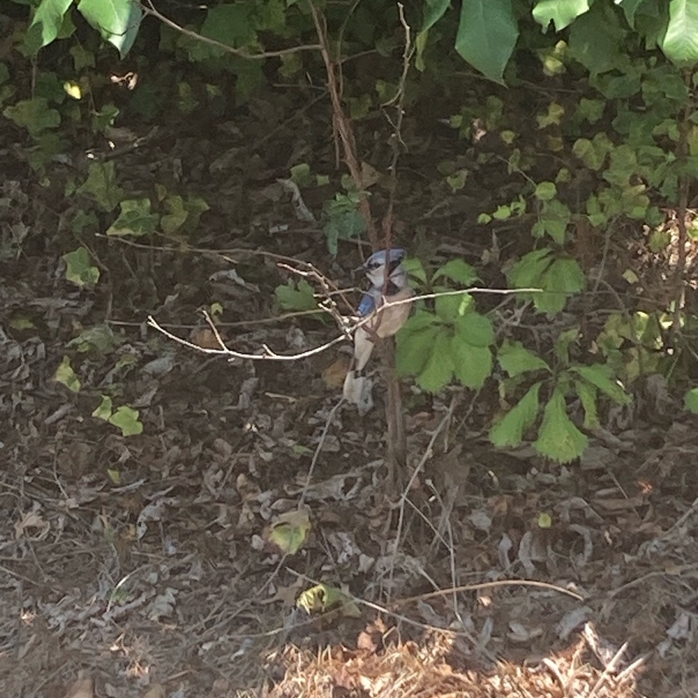 Meet your Posher, Ashen